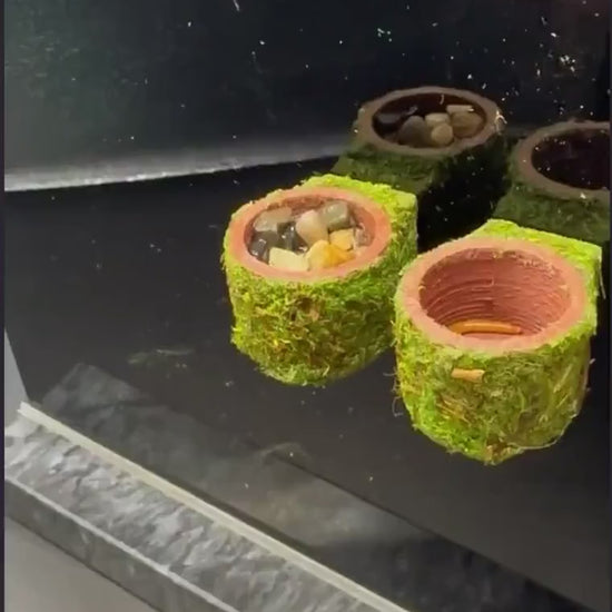 Mossy Jumping Spider Feeder Dishes | Spider Feeding Bowls | Enclosure Decor Accessory