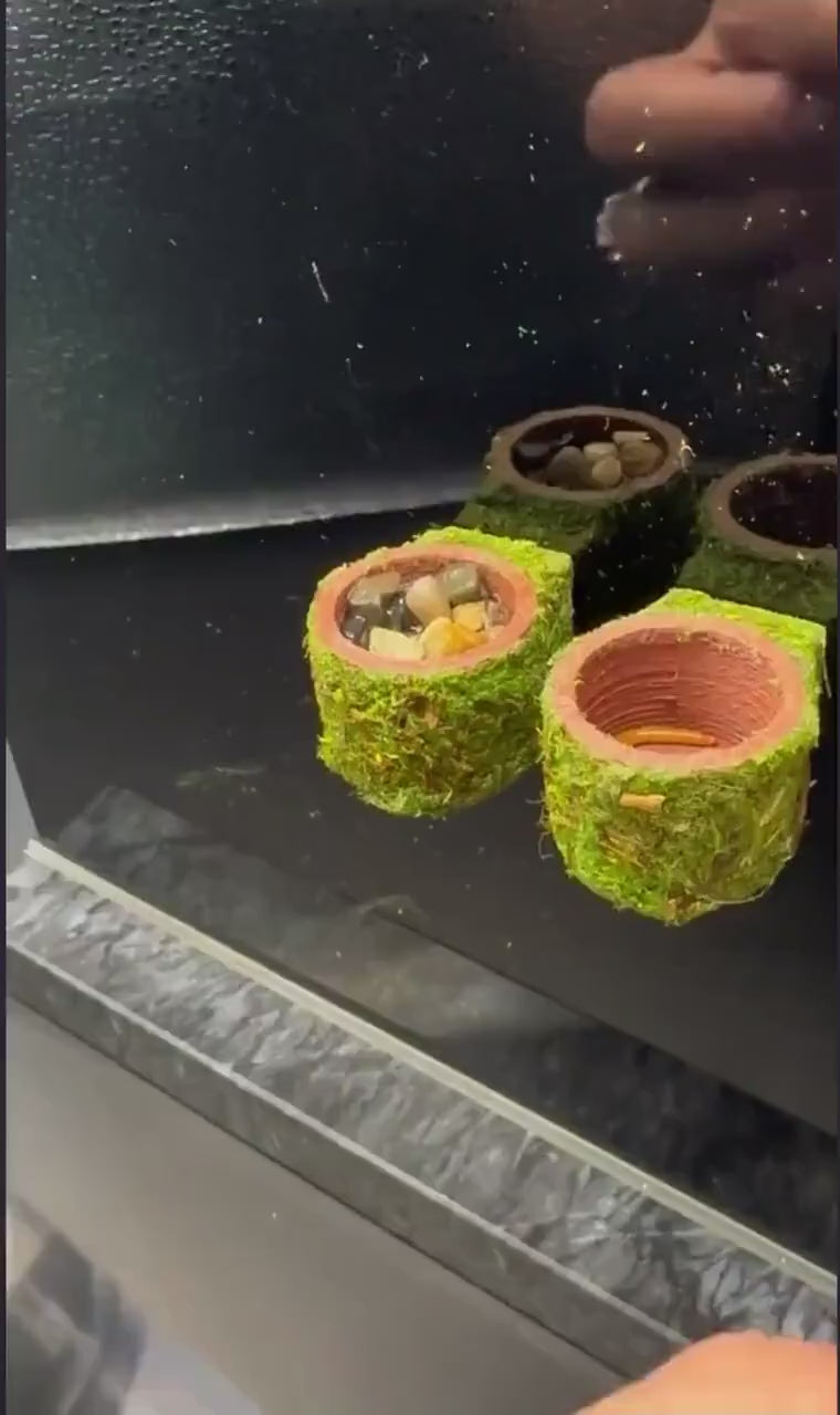 Mossy Jumping Spider Feeder Dishes | Spider Feeding Bowls | Enclosure Decor Accessory